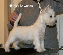 Nienke12weeks
