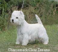 Charosmack Clear Dreams
