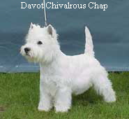 Davot Chivalrous Chap