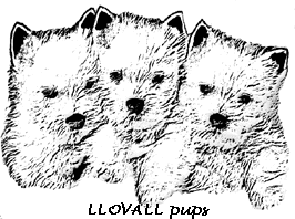 LLOVALL pups